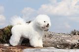 BICHON FRISE 089